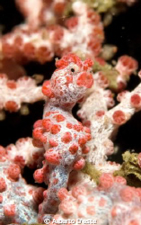 Ippocampus Pigmeo Bargibanti - Bunaken Park - Sulawesi
N... by Alberto D'este 